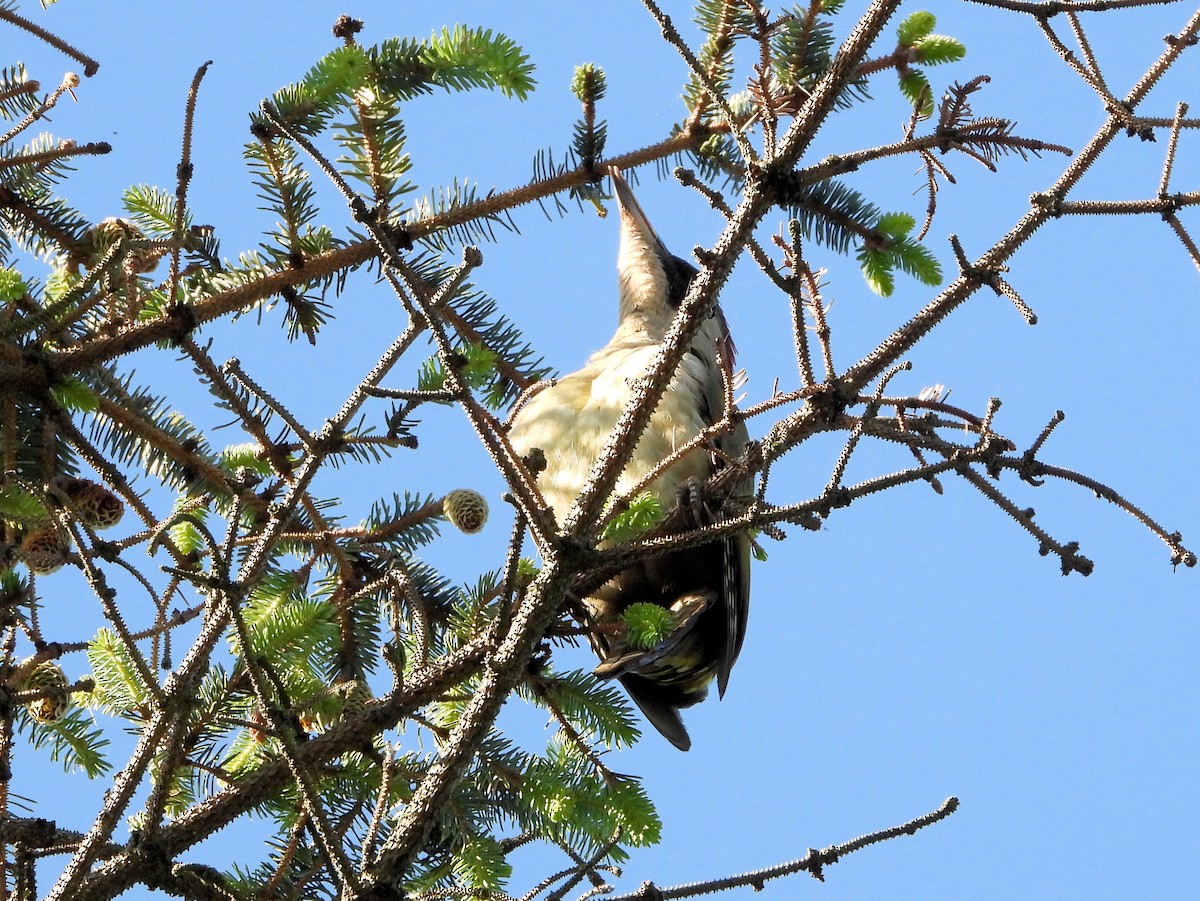 Eurasian Green Woodpecker - ML621160519