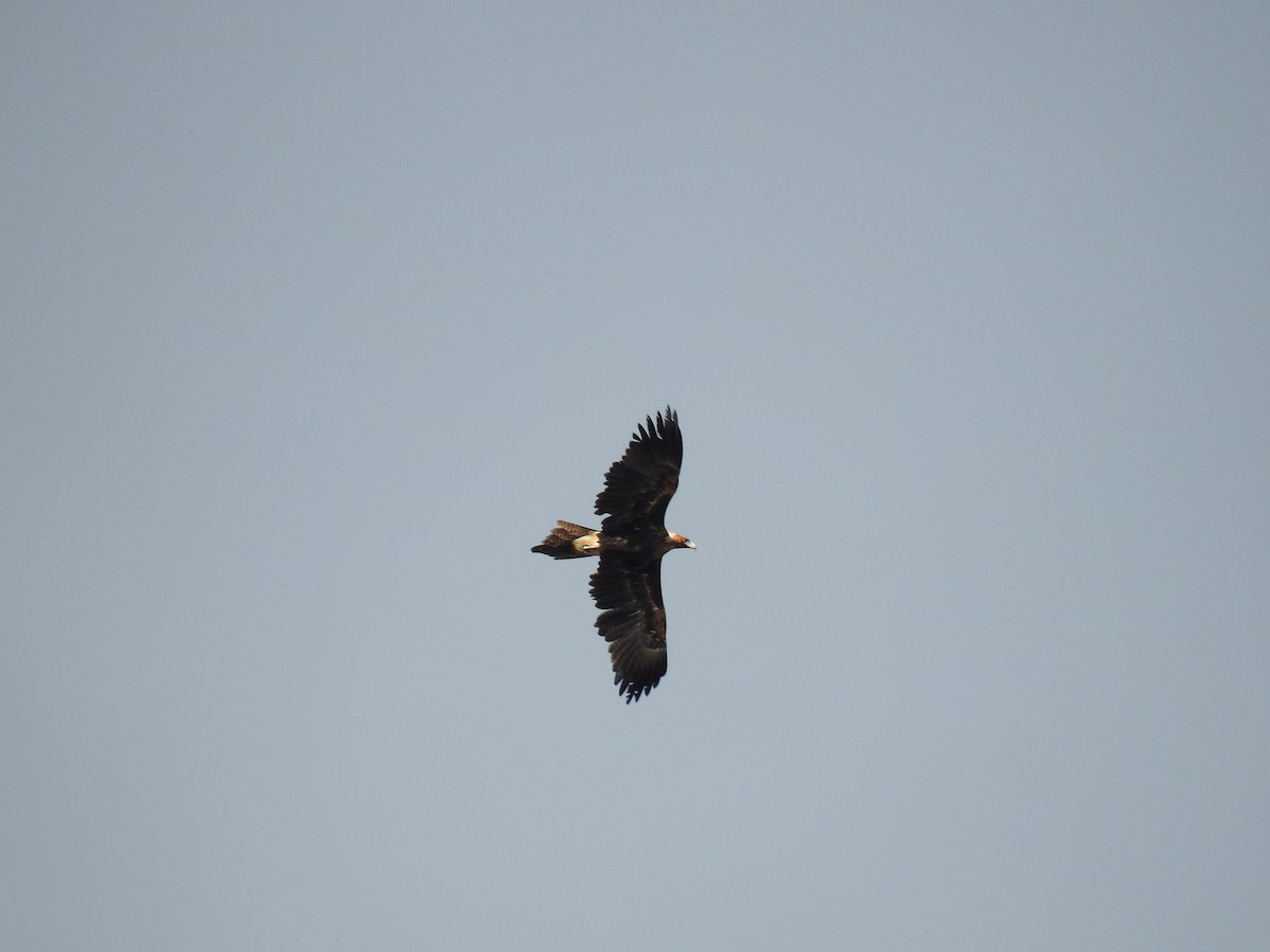 Wedge-tailed Eagle - ML621160521