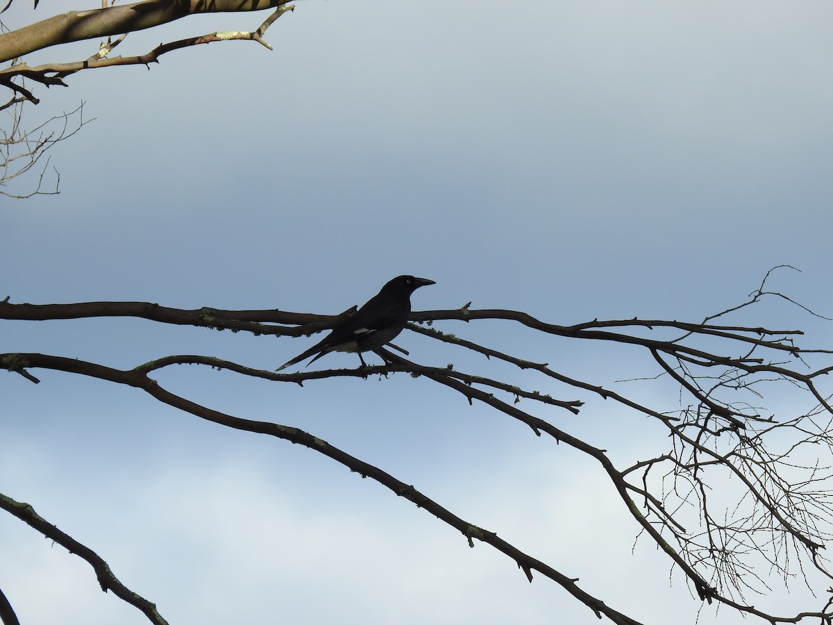Pied Currawong - ML621160558