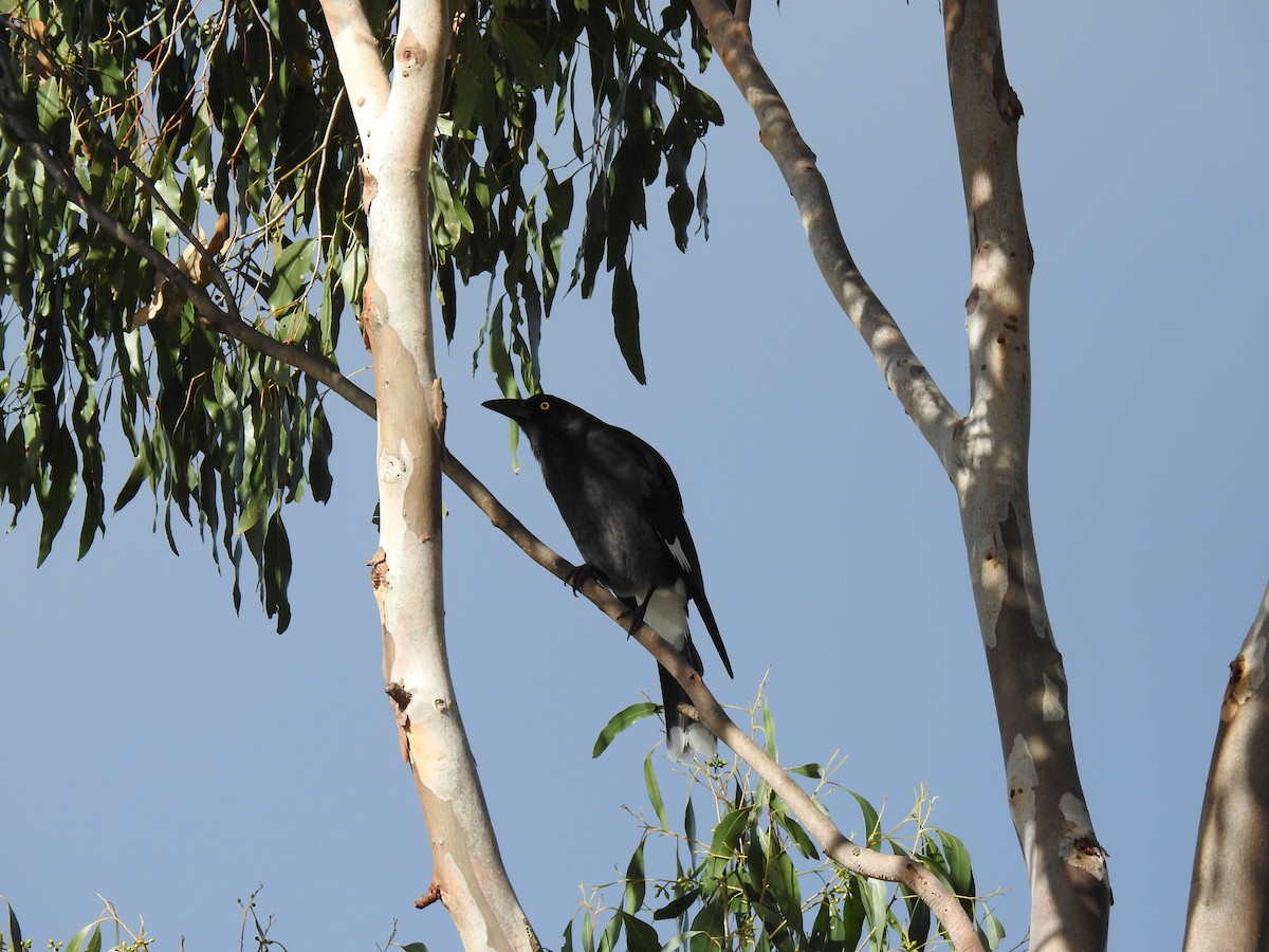 Pied Currawong - ML621160559