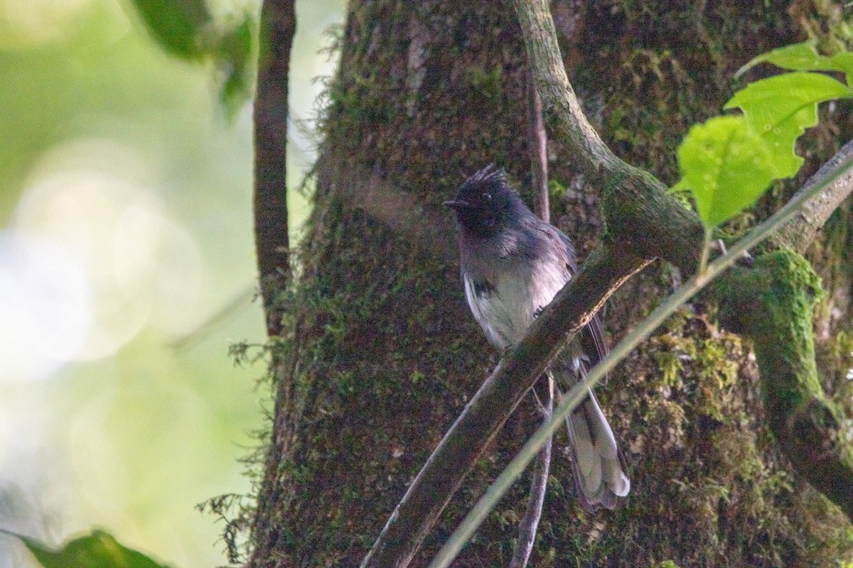 White-tailed Crested Flycatcher - ML621160616