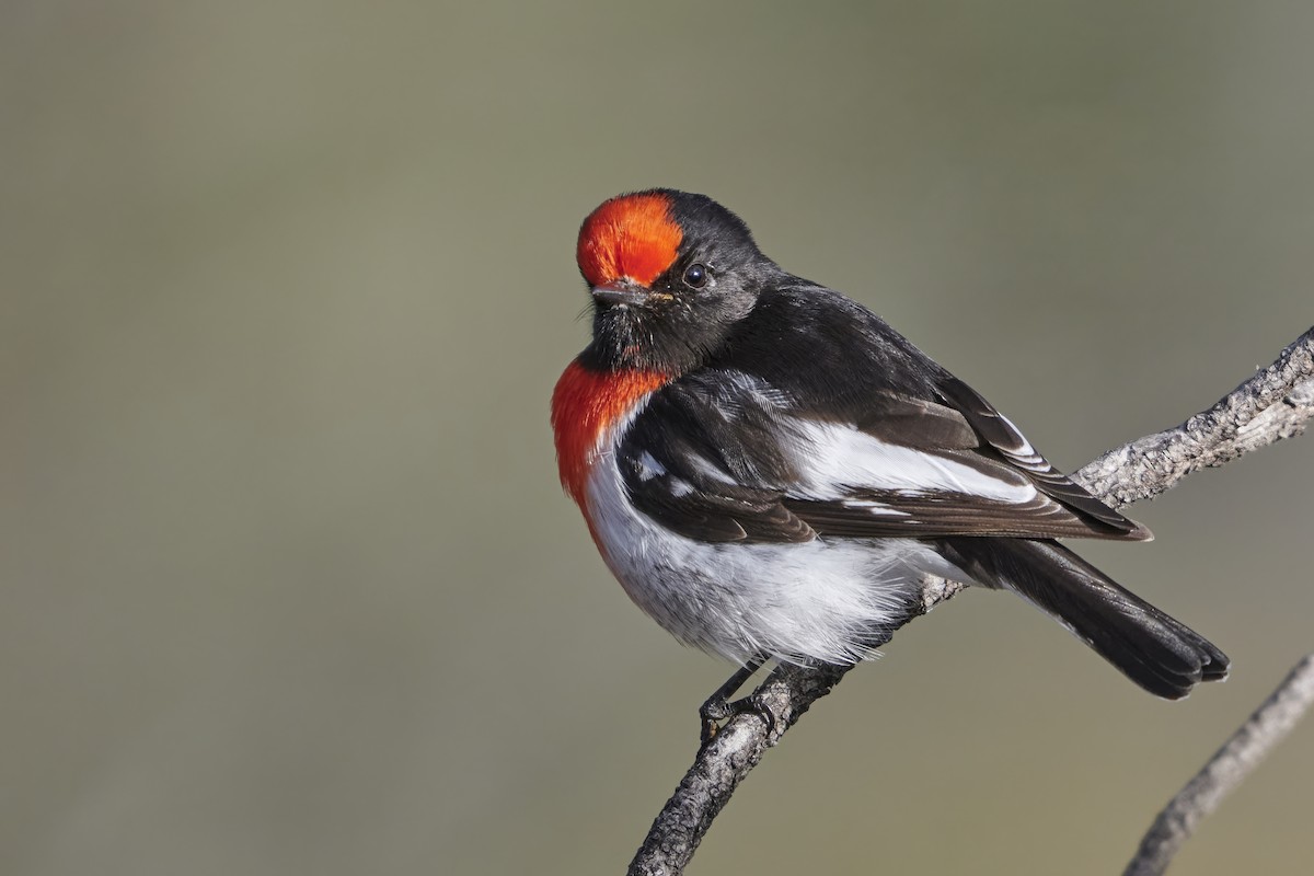 Red-capped Robin - ML621160618