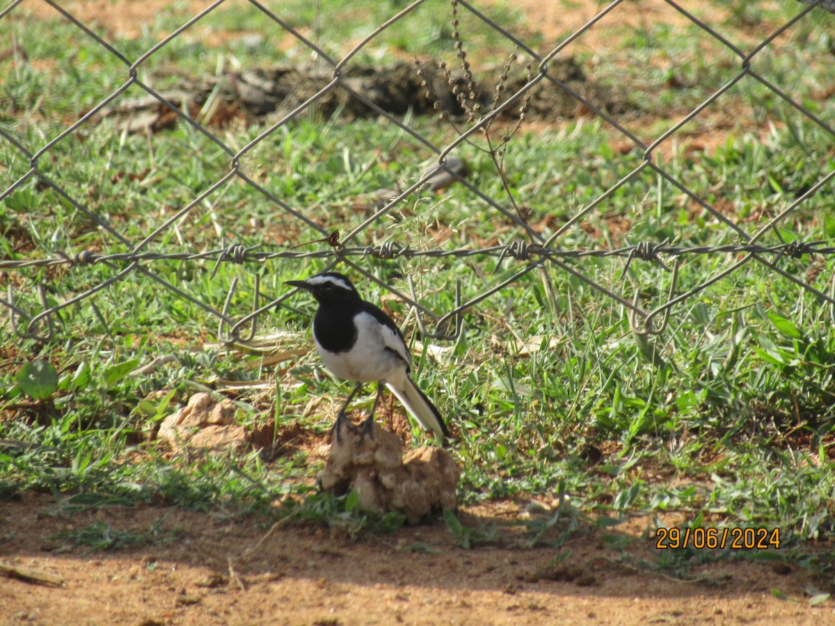 White-browed Wagtail - ML621160623