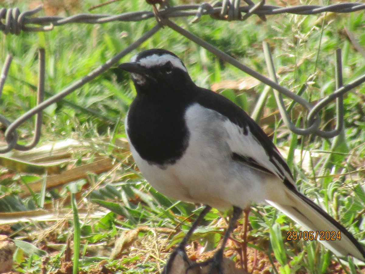 White-browed Wagtail - ML621160624