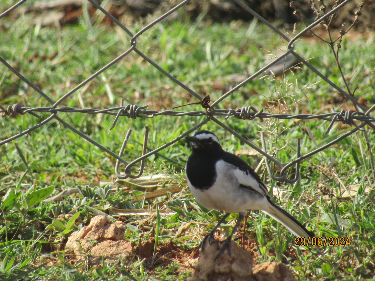 White-browed Wagtail - ML621160625