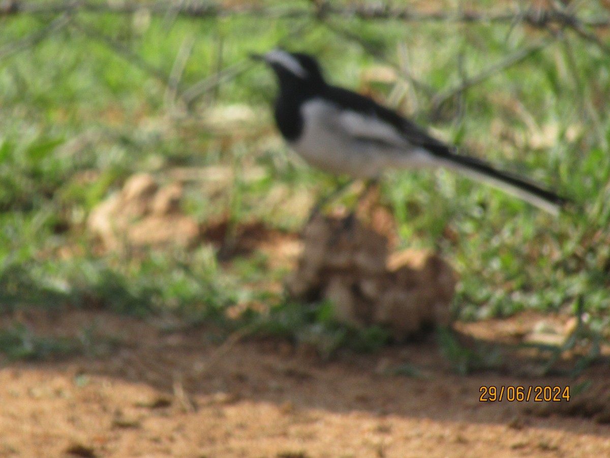White-browed Wagtail - ML621160626