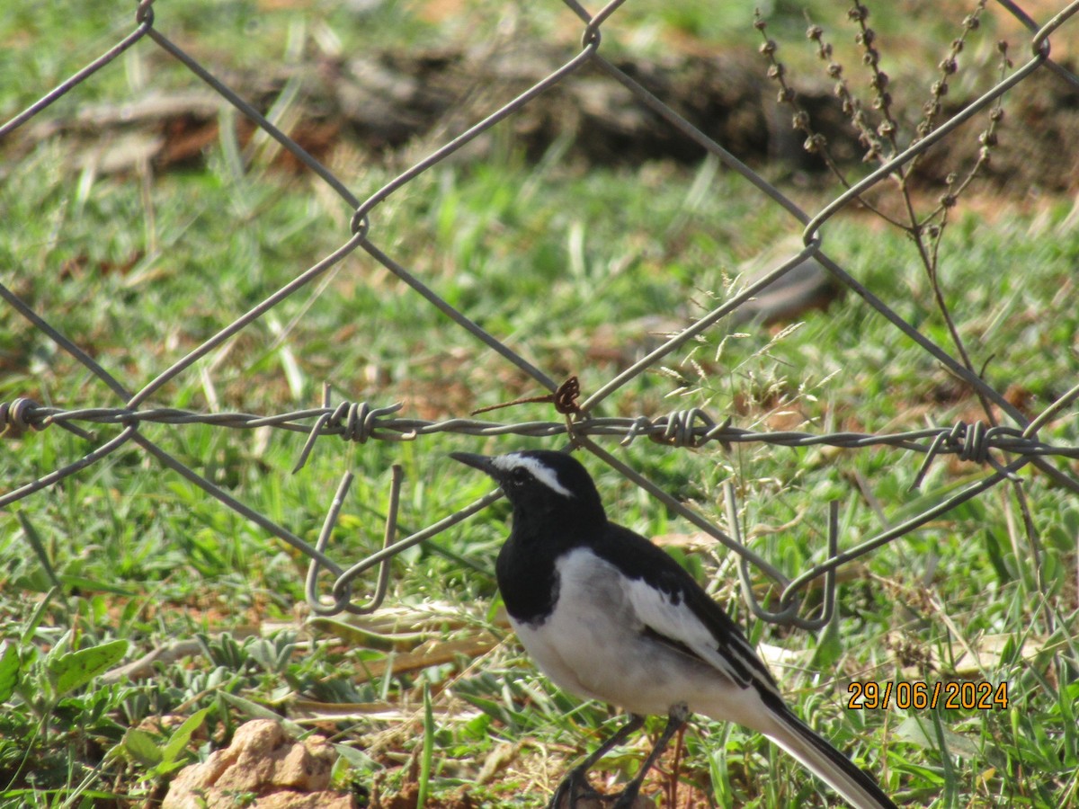 White-browed Wagtail - ML621160627