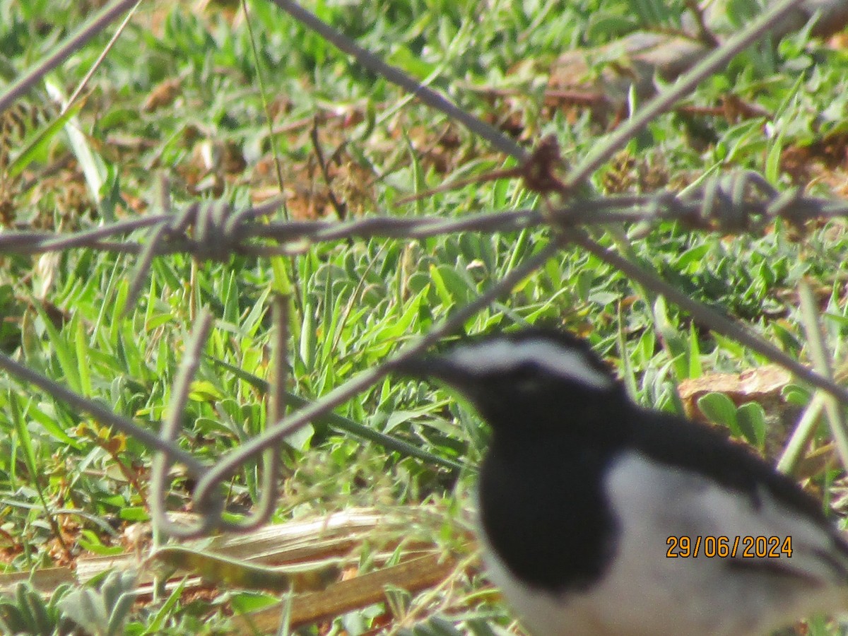 White-browed Wagtail - ML621160628