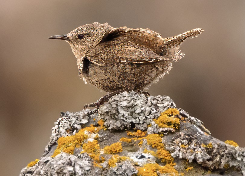 Pacific Wren (alascensis Group) - ML621160646