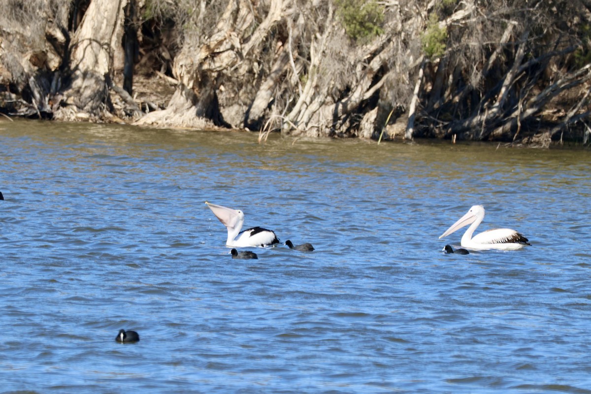 pelikán australský - ML621160654
