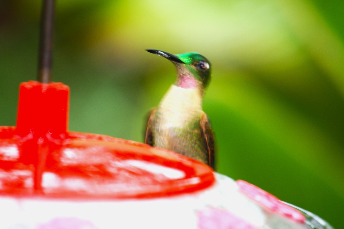 kolibřík hnědobřichý - ML621160658