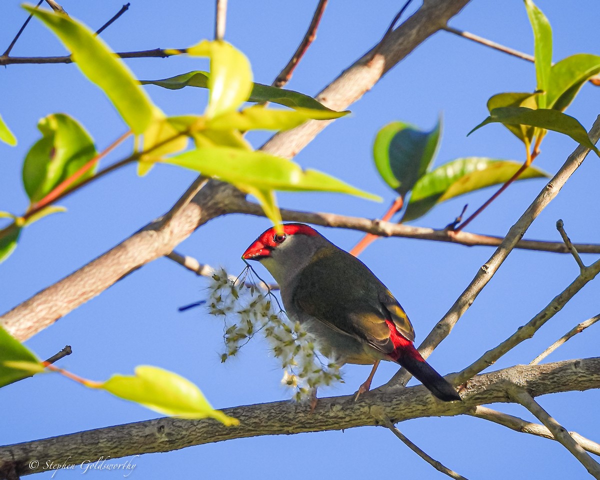 Red-browed Firetail - ML621160669