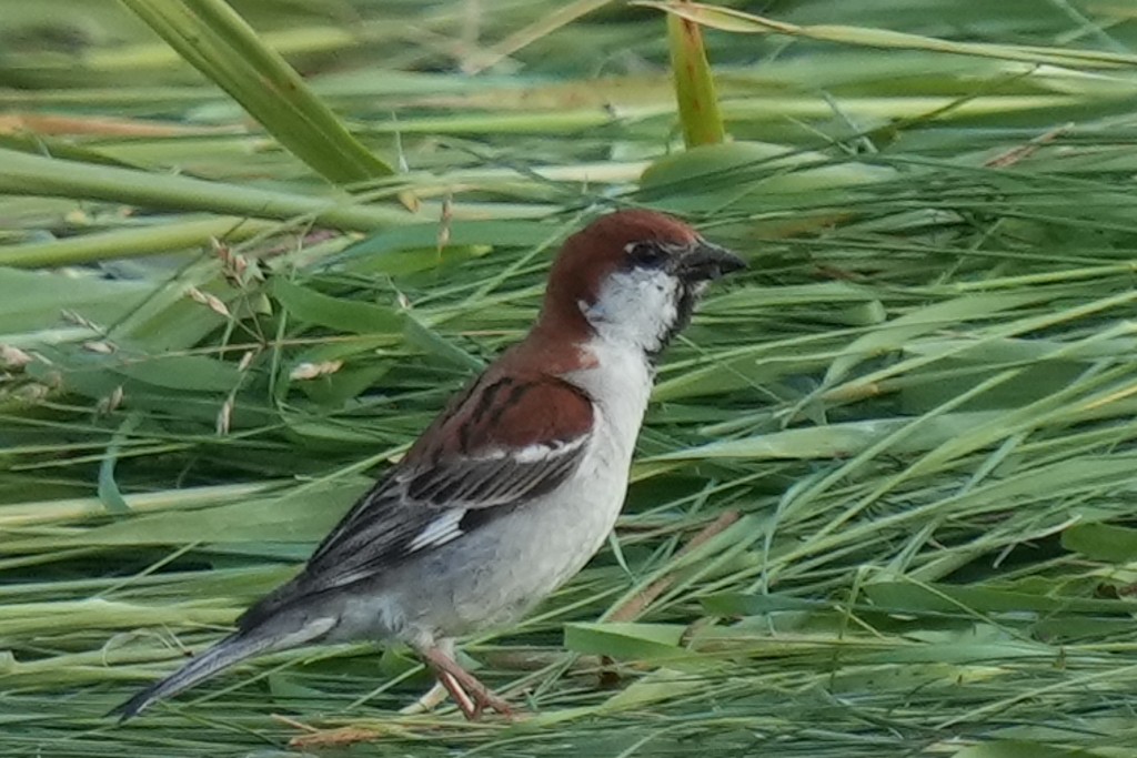 Russet Sparrow - ML621160687