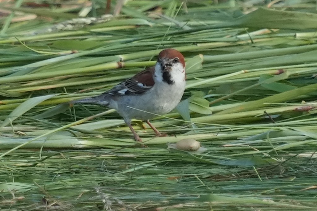 Russet Sparrow - ML621160688