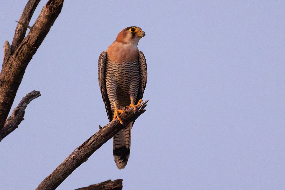 Red-necked Falcon - ML621160717