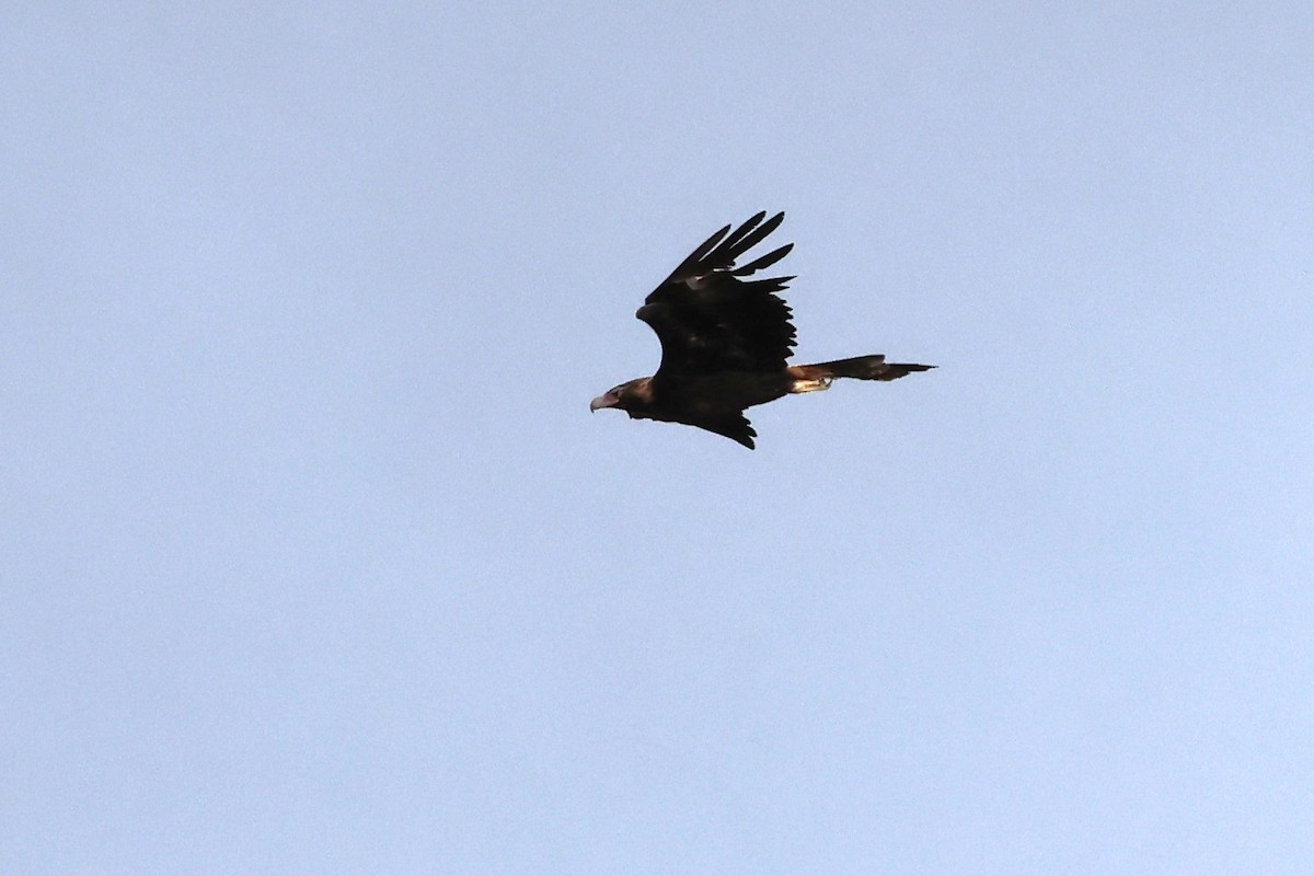 Wedge-tailed Eagle - ML621160725
