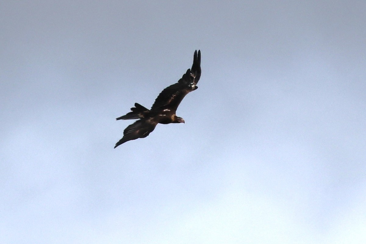 Wedge-tailed Eagle - ML621160726