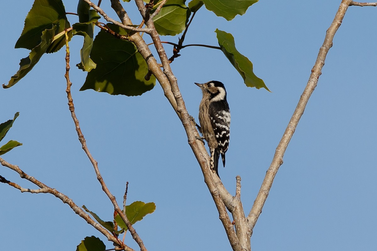 Lesser Spotted Woodpecker - ML621160736