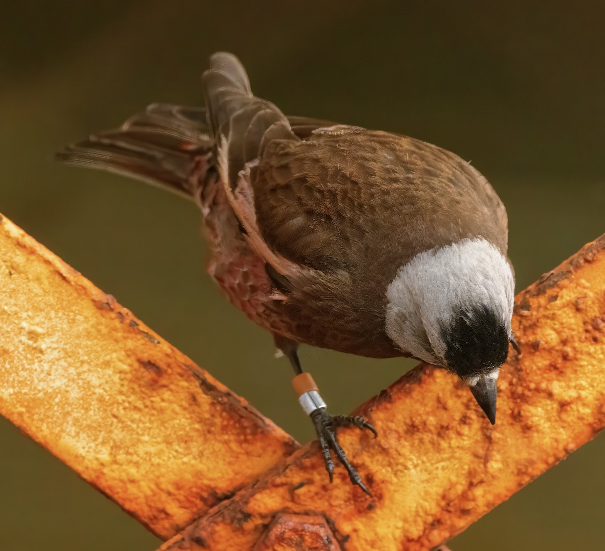 Gray-crowned Rosy-Finch (Pribilof Is.) - ML621160740