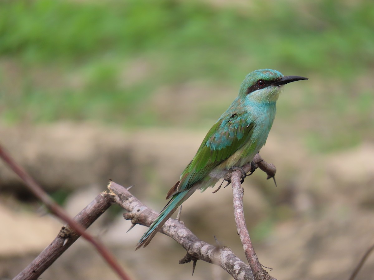 Blue-cheeked Bee-eater - ML621160766