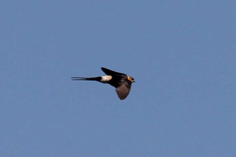 Red-rumped Swallow - ML621160770