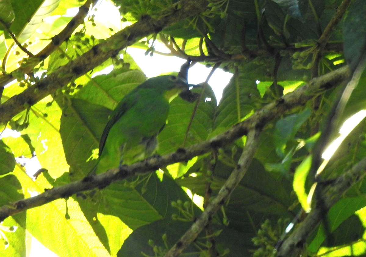 Greater Green Leafbird - ML621160791