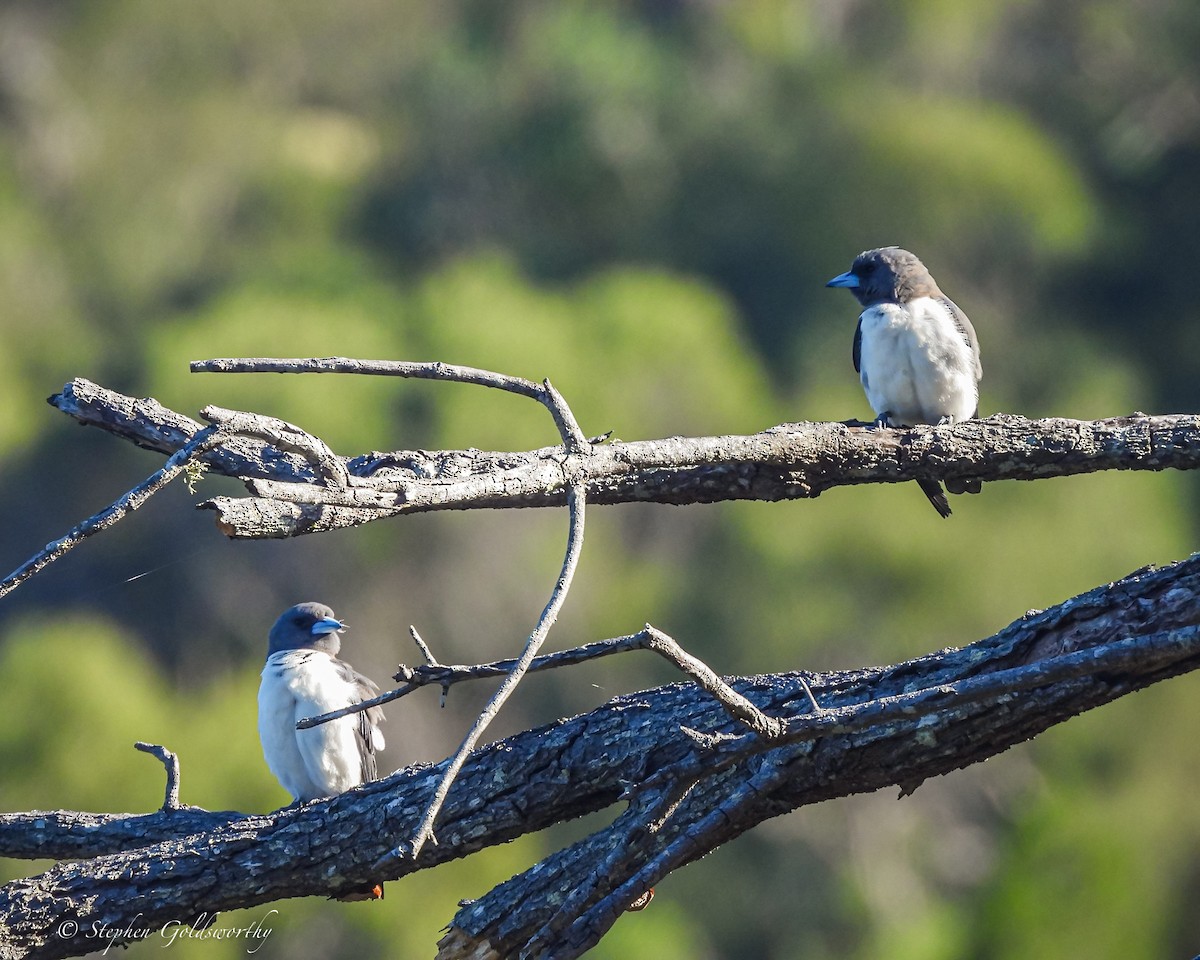 White-breasted Woodswallow - ML621160802