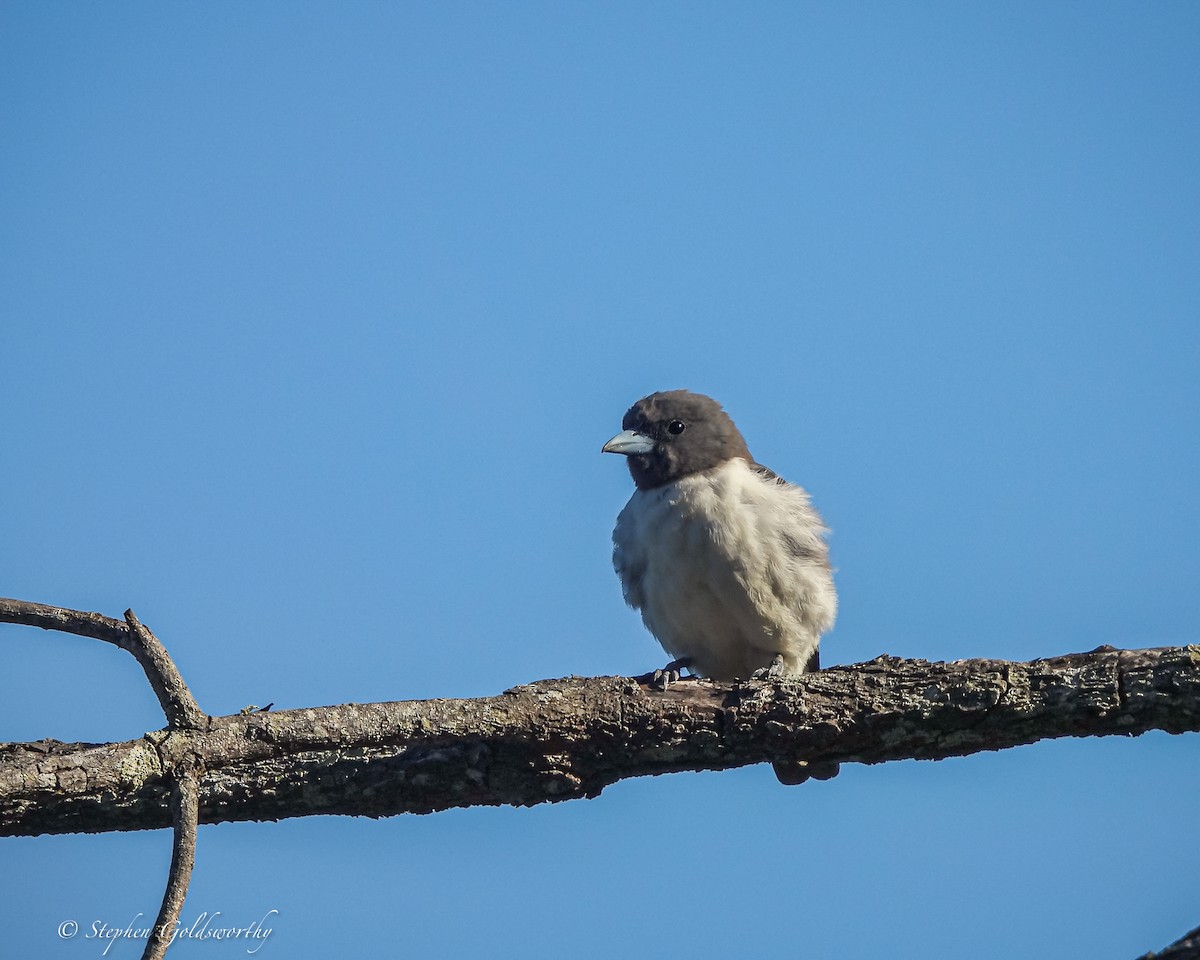White-breasted Woodswallow - ML621160803