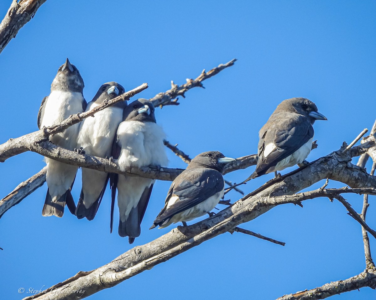 White-breasted Woodswallow - ML621160804