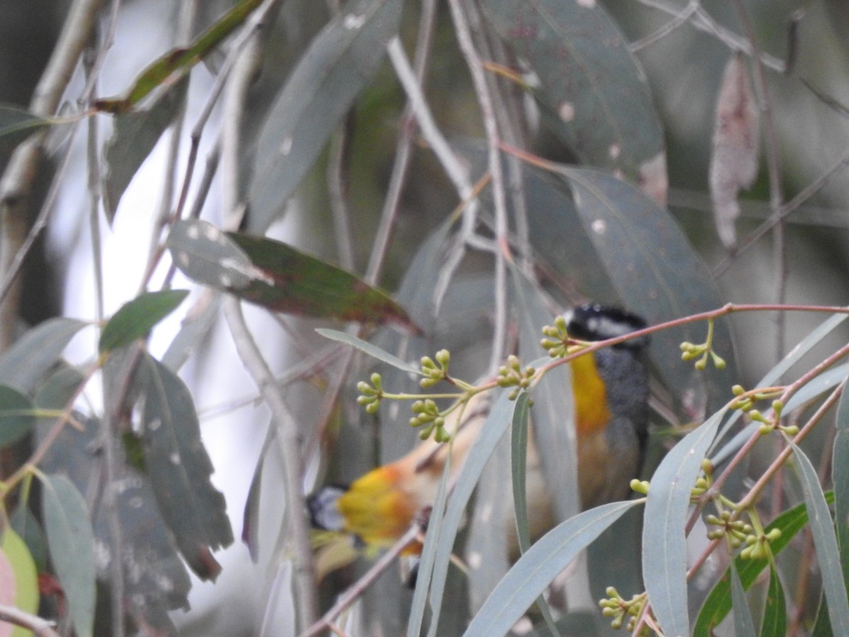 Spotted Pardalote - ML621160811