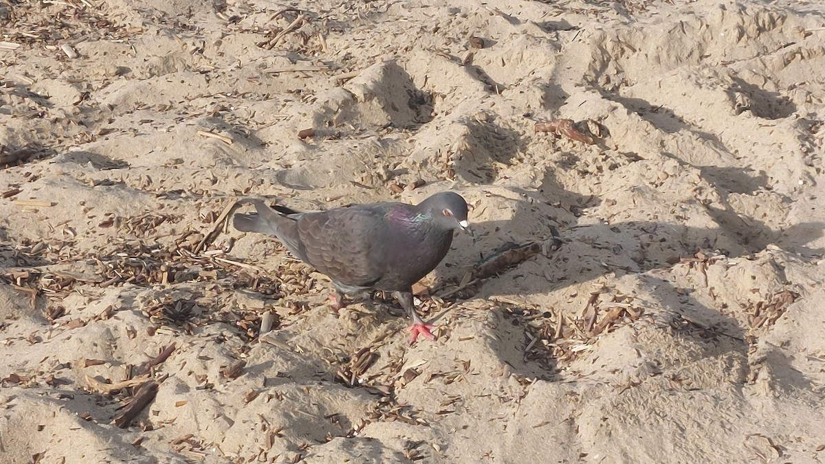 Rock Pigeon (Feral Pigeon) - ML621160815