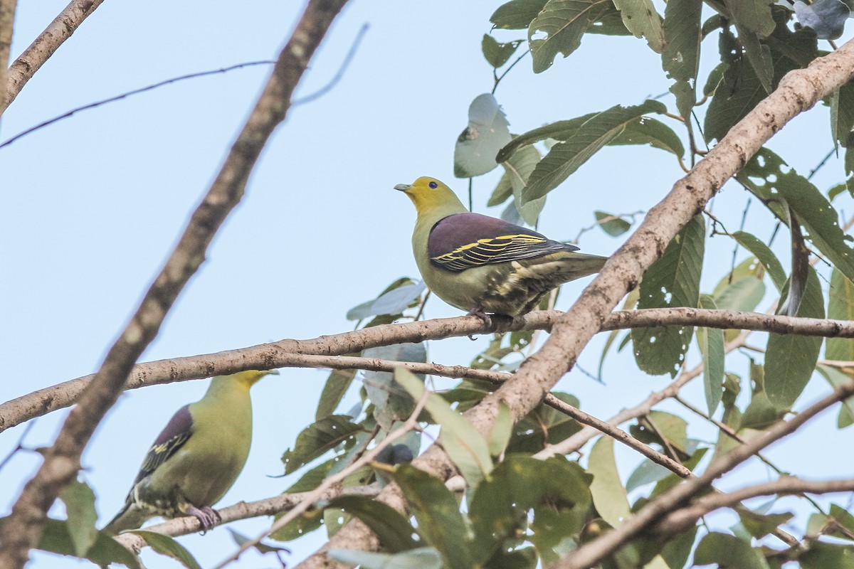 Sri Lanka Green-Pigeon - ML621160844