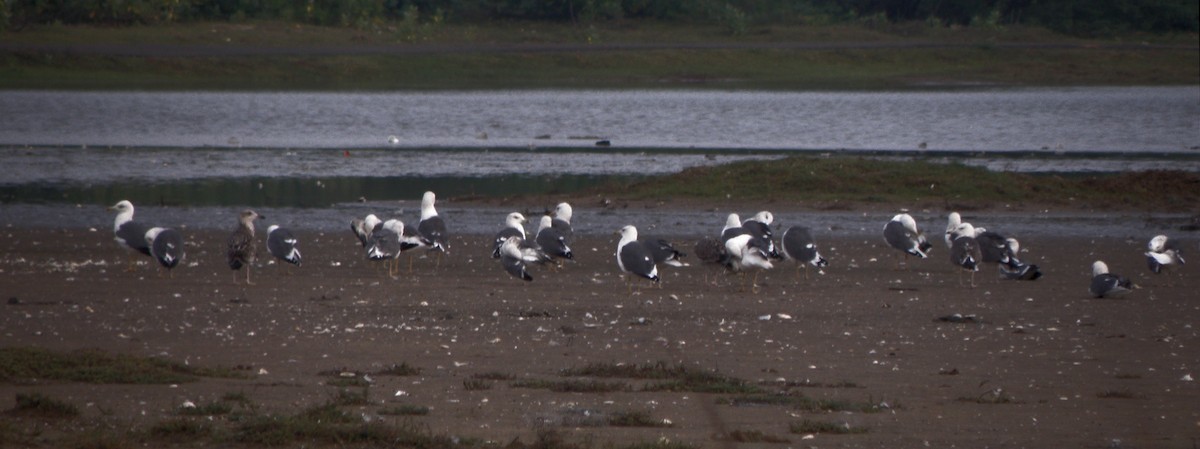 Lesser Black-backed Gull - ML621160851