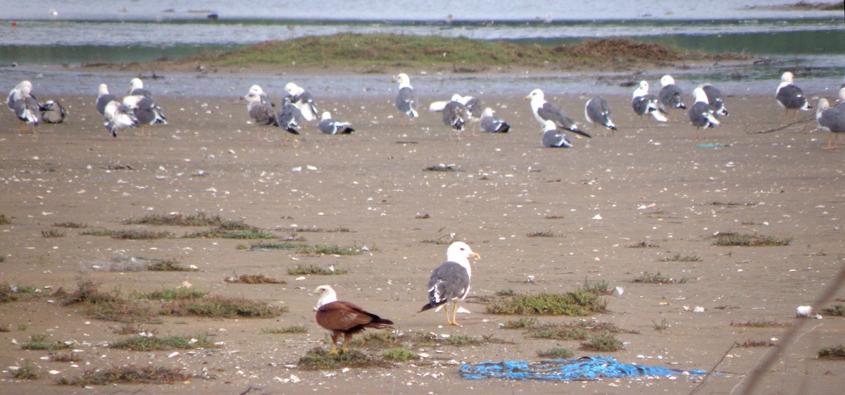 Gaviota Sombría - ML621160853