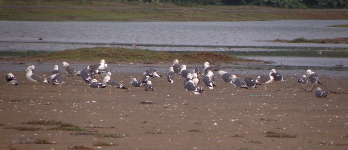 Lesser Black-backed Gull - ML621160854