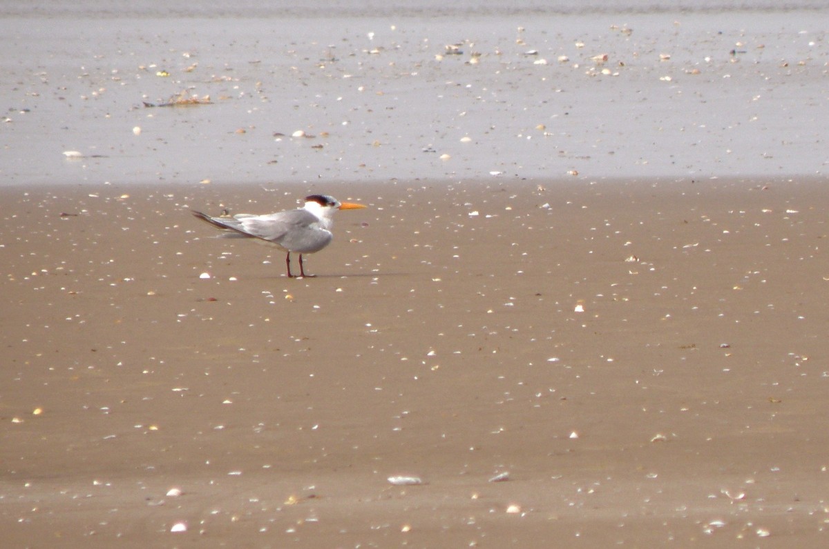 Lesser Crested Tern - ML621160856
