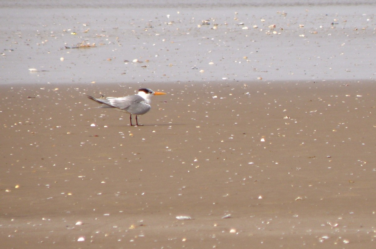 Lesser Crested Tern - ML621160856