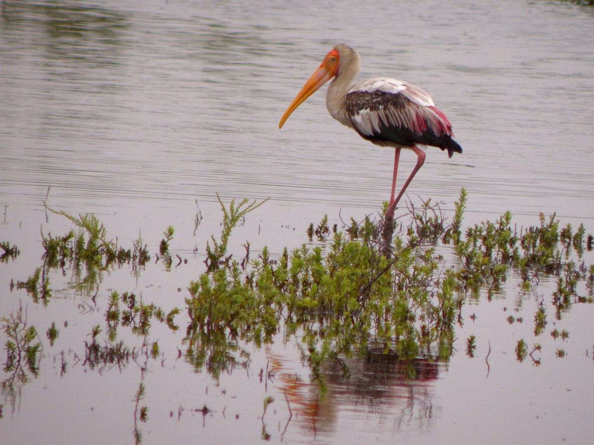 Painted Stork - ML621160859