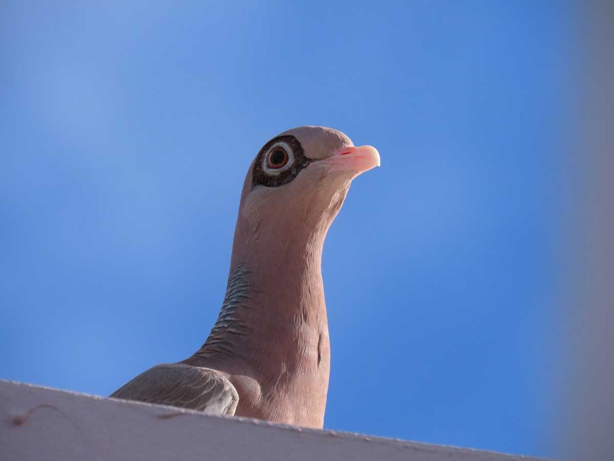 Bare-eyed Pigeon - ML621160875