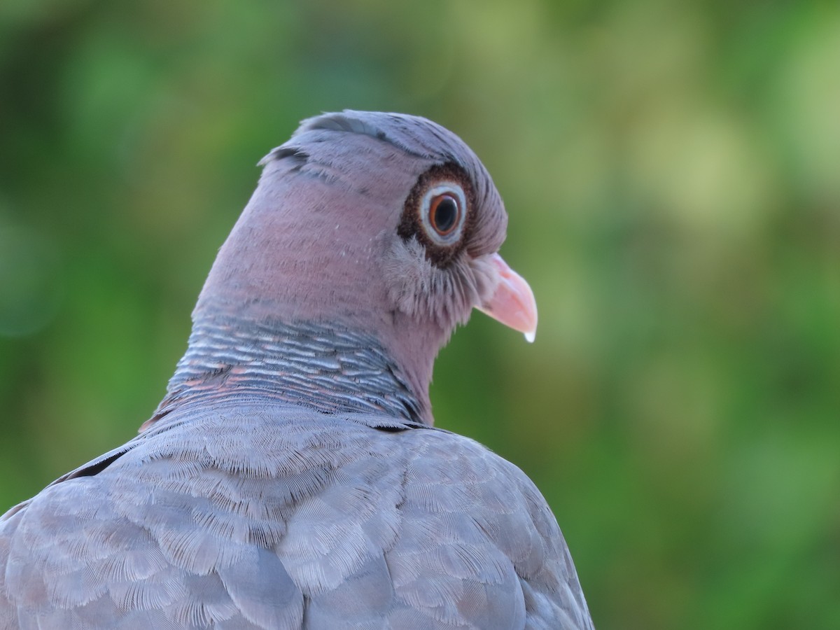 Bare-eyed Pigeon - ML621160877