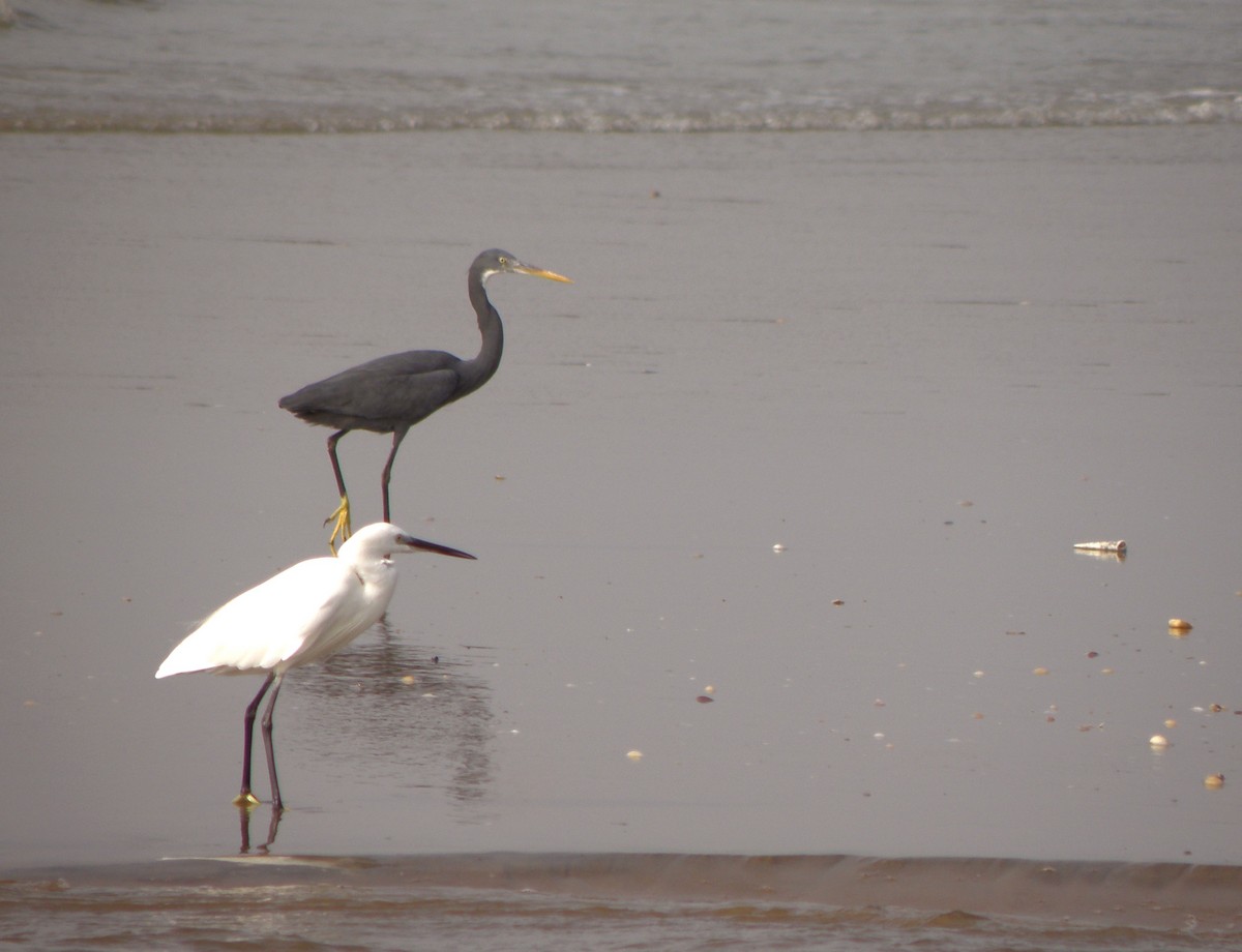 Western Reef-Heron - ML621160878