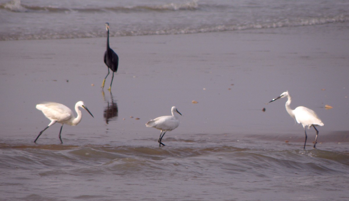 Western Reef-Heron - ML621160879
