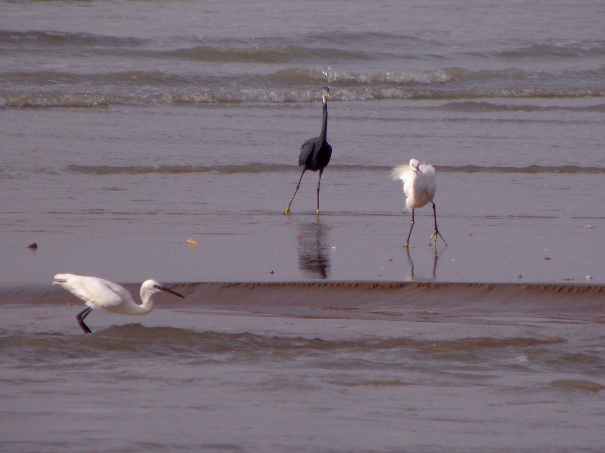 Western Reef-Heron - ML621160880