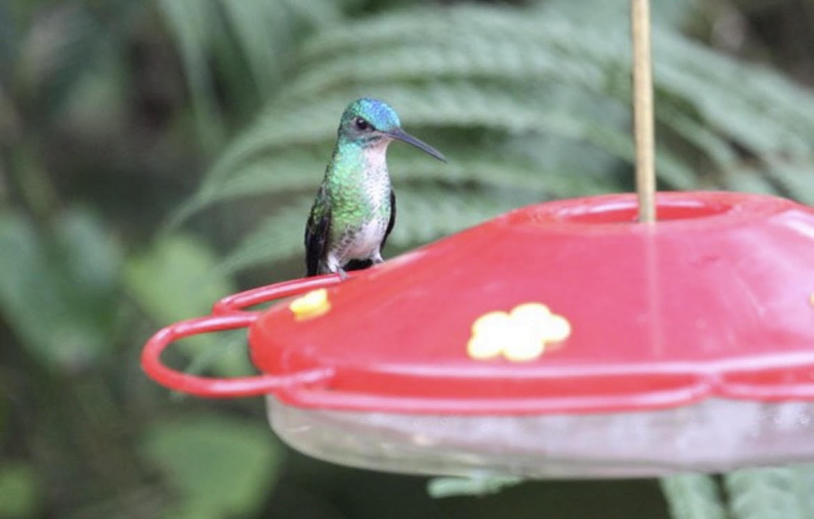 kolibřík andský - ML621160888
