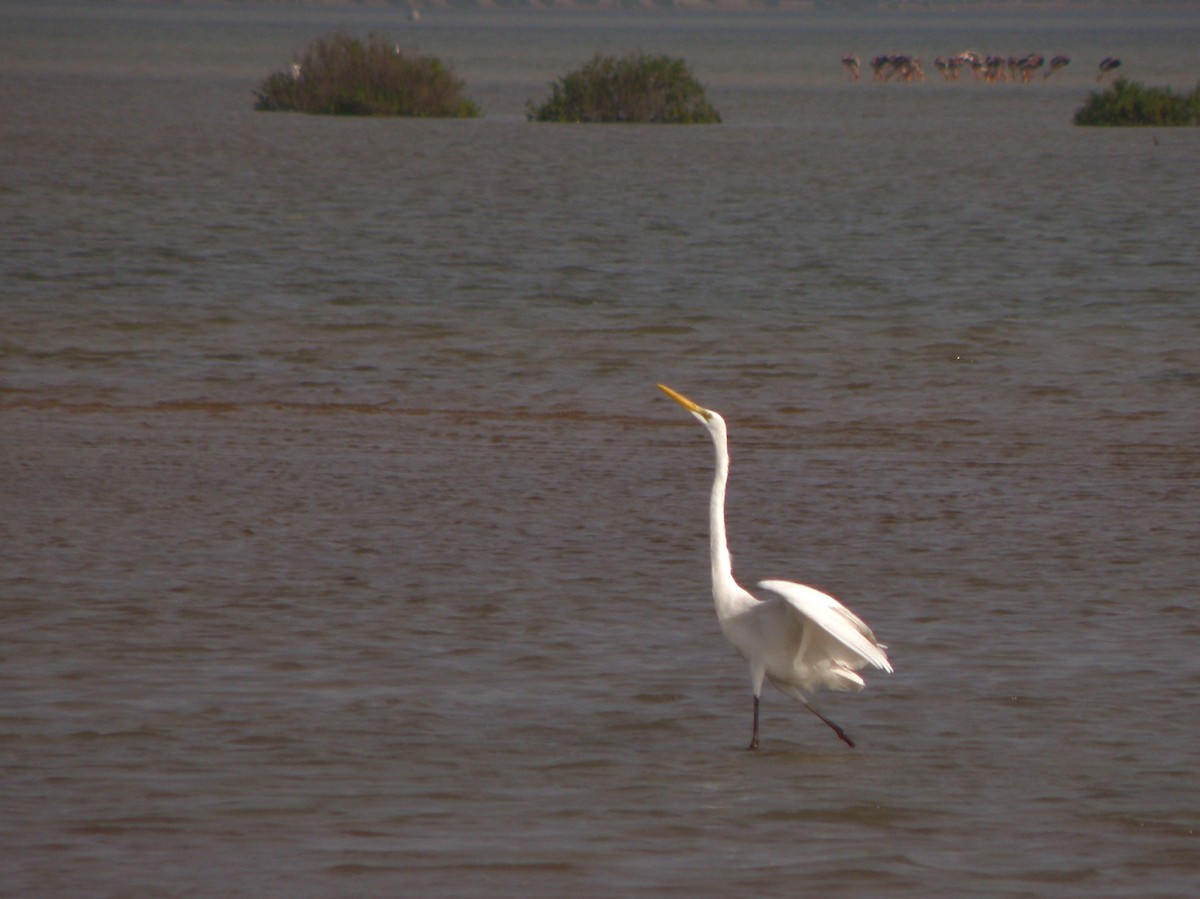 Great Egret - ML621160890