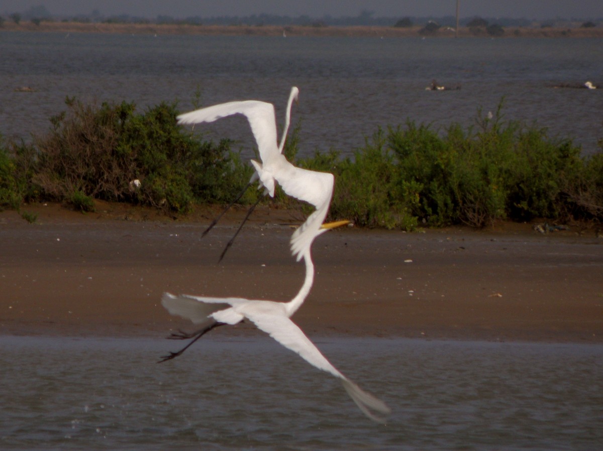 Great Egret - ML621160891