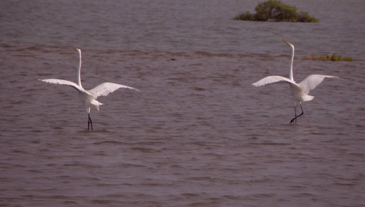 Great Egret - ML621160892