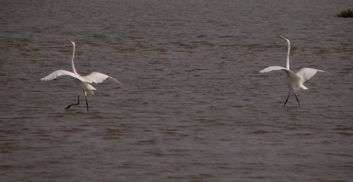 Great Egret - ML621160893