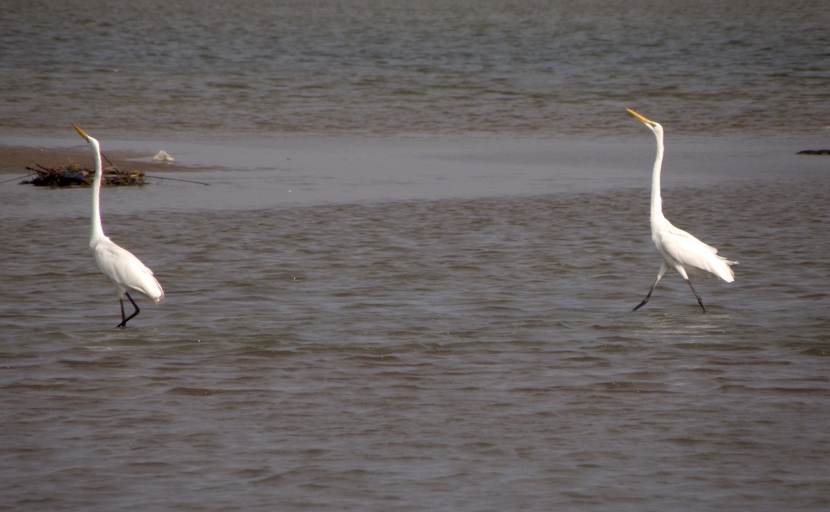 Great Egret - ML621160894