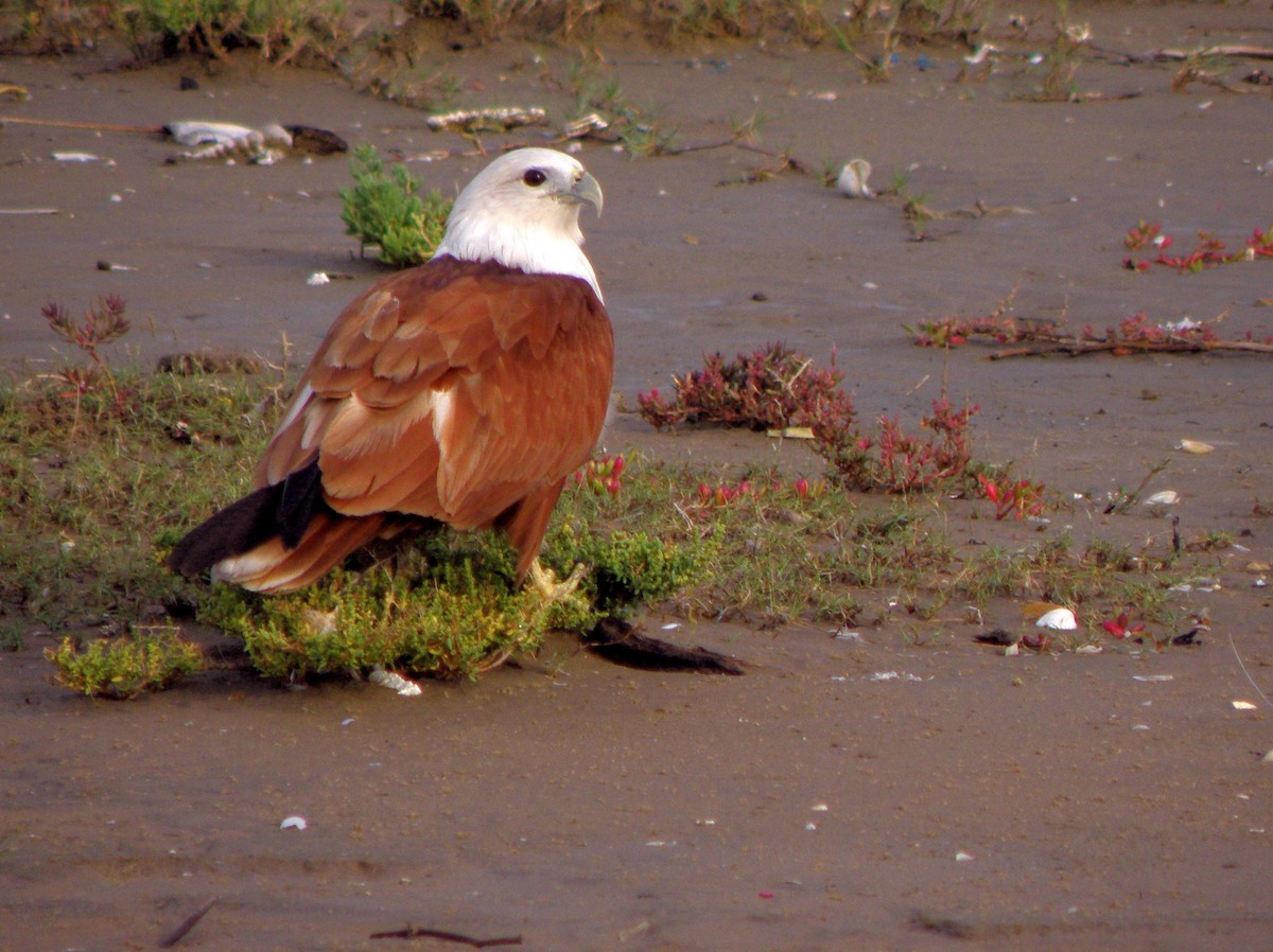 Brahminy Kite - ML621160898